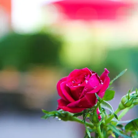 Rosenstadt Forst Hotel