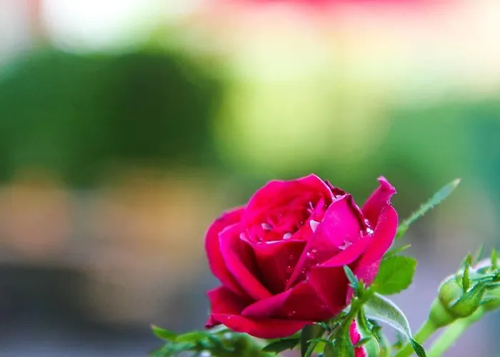 Rosenstadt Forst فندق